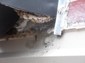 wasp nest