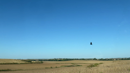   IMG_4406 road eagle.MOV (17 MB)  