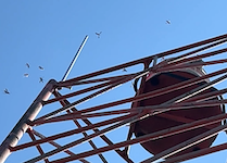   IMG_4461 wasps.MOV (29 MB)  