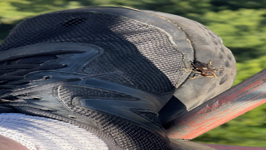   IMG_4472 shoe wasp.MOV (28 MB)  