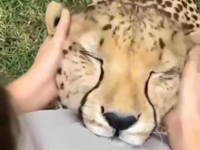   big lap purs.mp4 (861 KB)  