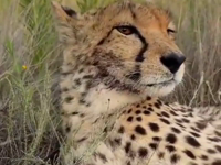  cheetah meow.mp4 (13 MB)  