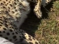   cheetah purr machine.mp4 (1749 KB)  