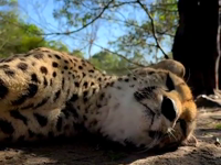   cheetah purr.mp4 (10 MB)  