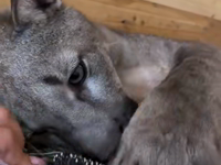   comb your cougar.mp4 (2 MB)  