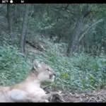   meow puma.mp4 (739 KB)  
