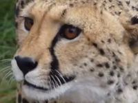   meowing cheetah.mp4 (838 KB)  