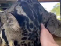   meowing ocelot.mp4 (958 KB)  