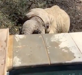   elephant drink.mp4 (3 MB)  