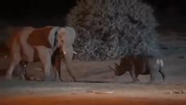   tank puppy not so tough.mp4 (2 MB)  