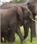   true king of the jungle.mp4 (1694 KB)  