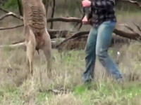   kanguru fist fight.mp4 (4 MB)  