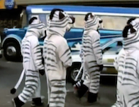   traffic zebras of Bolivia.mp4 (12 MB)  