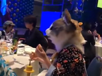 fully functional furry.mp4 (561 KB)