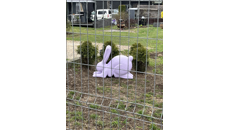 &nbsp;&nbsp;you know your neighbor is a furry when&nbsp;&nbsp;