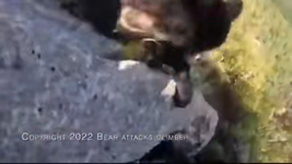 &nbsp;&nbsp;bear was NOT invited.mp4 (1811 KB)&nbsp;&nbsp;