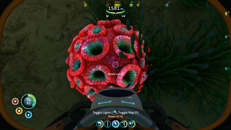 red brain coral in PCF