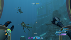 sea emperor baby grown up ouside