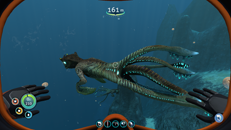 sea emperor baby grown up