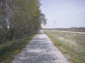   Dandelion Row  