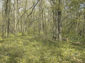   Field  