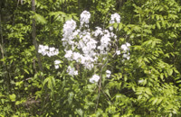 2006.05.20 11.48.08
