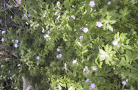 2006.05.20 11.59.07