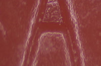 &nbsp;&nbsp;fake orange 4&nbsp;&nbsp;