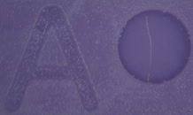 &nbsp;&nbsp;real purple 3&nbsp;&nbsp;