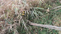   2023.11.11 fox-2 hidden  