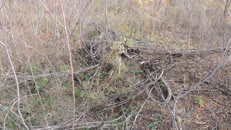   2023.11.11 fox-3-2 hidden  