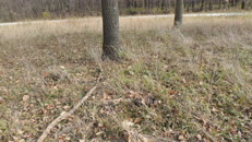   2023.11.11 fox-4-1 hidden  