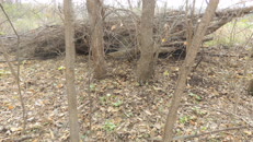   2023.11.11 fox-5-1 hidden  