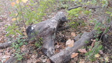   2023.11.11 fox-6-1 hidden  