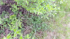   2024.04.20 fox-2 hidden  