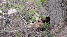   2024.04.20 fox-5 hidden  