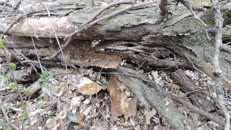   2024.04.20 fox-5-2 hidden  