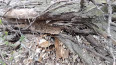   2024.04.20 fox-5-2 there  