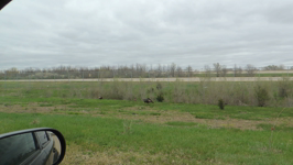   turkeys.mp4 (30 MB)  