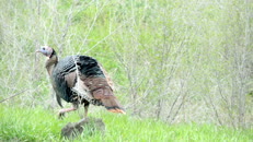   3 gobble gobble  