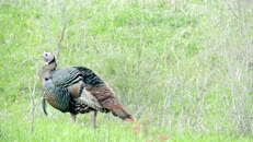   4 gobble gobble  