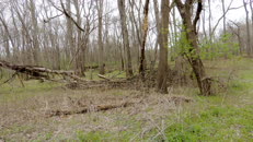 2 log pile