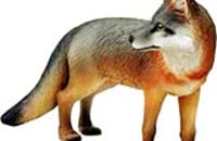 fox_picture