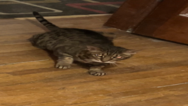 IMG_5693.MOV (32 MB)
