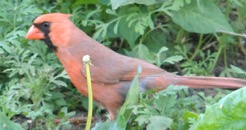   2018.06.15 16.55.39 cardinal male  