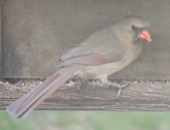   2018.06.15 16.57.34 cardinal female  