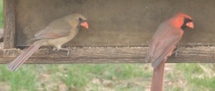  2018.06.15 16.58.15 cardinal pair  
