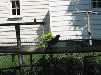 2007.09.03 16.10.30 baby cardinal crying.mp4 (12 MB)