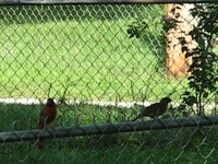 2007.09.03 16.10.43 baby cardinal.mp4 (11 MB)