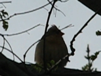 2009.04.28 19.29.04 female_cardinal_calling.mp4 (9 MB)